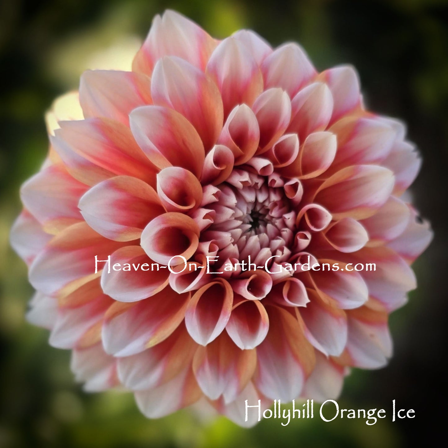 Hollyhill Orange Ice