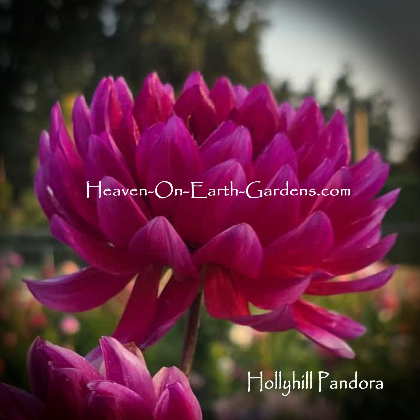 Hollyhill Pandora