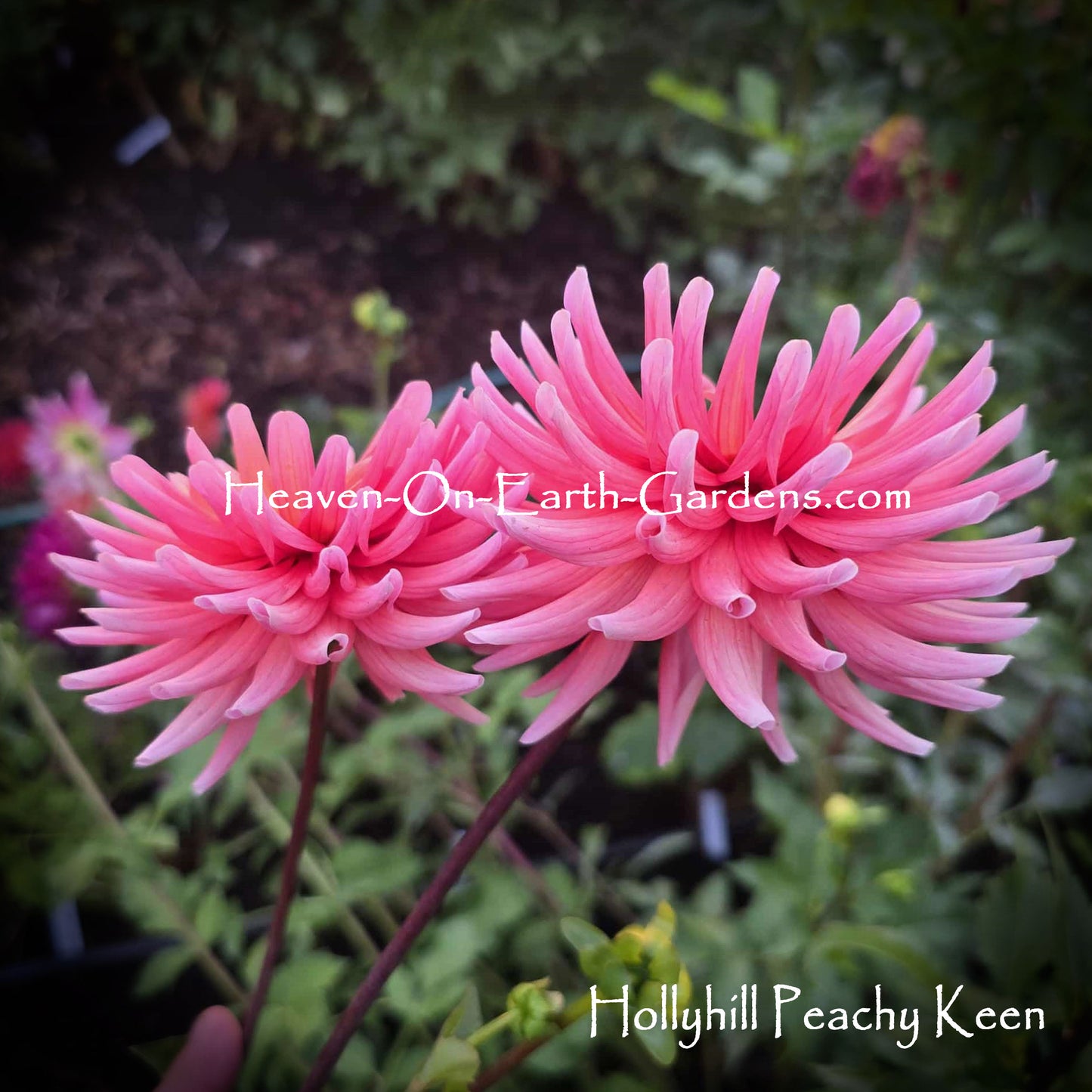 Hollyhill Peachy Keen