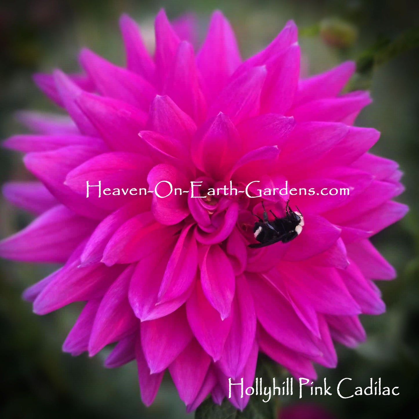 Hollyhill Pink Cadilac