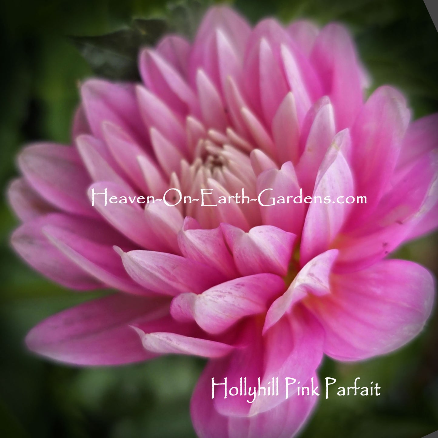 Hollyhill Pink Martini