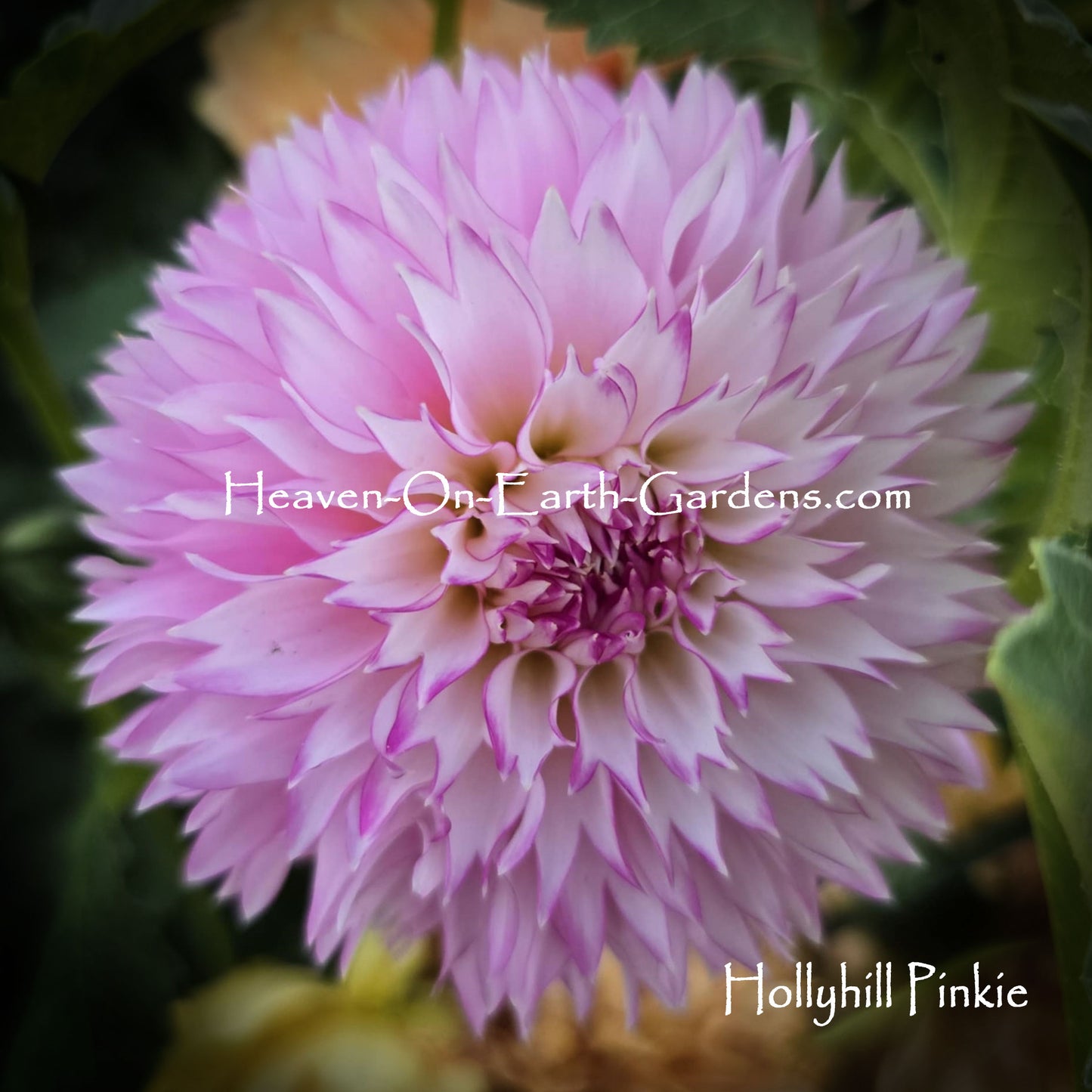 Hollyhill Pinkie