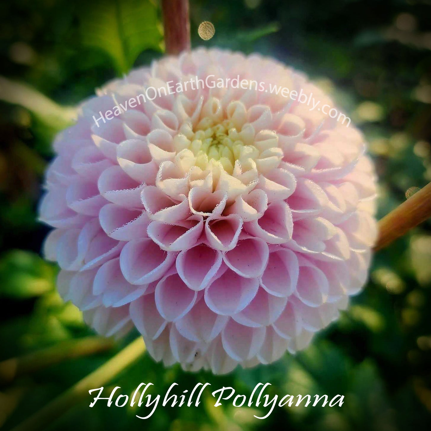 Hollyhill Pollyanna