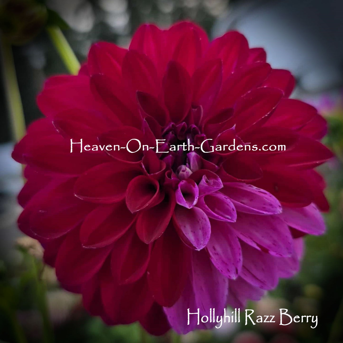 Hollyhill Razz Berry