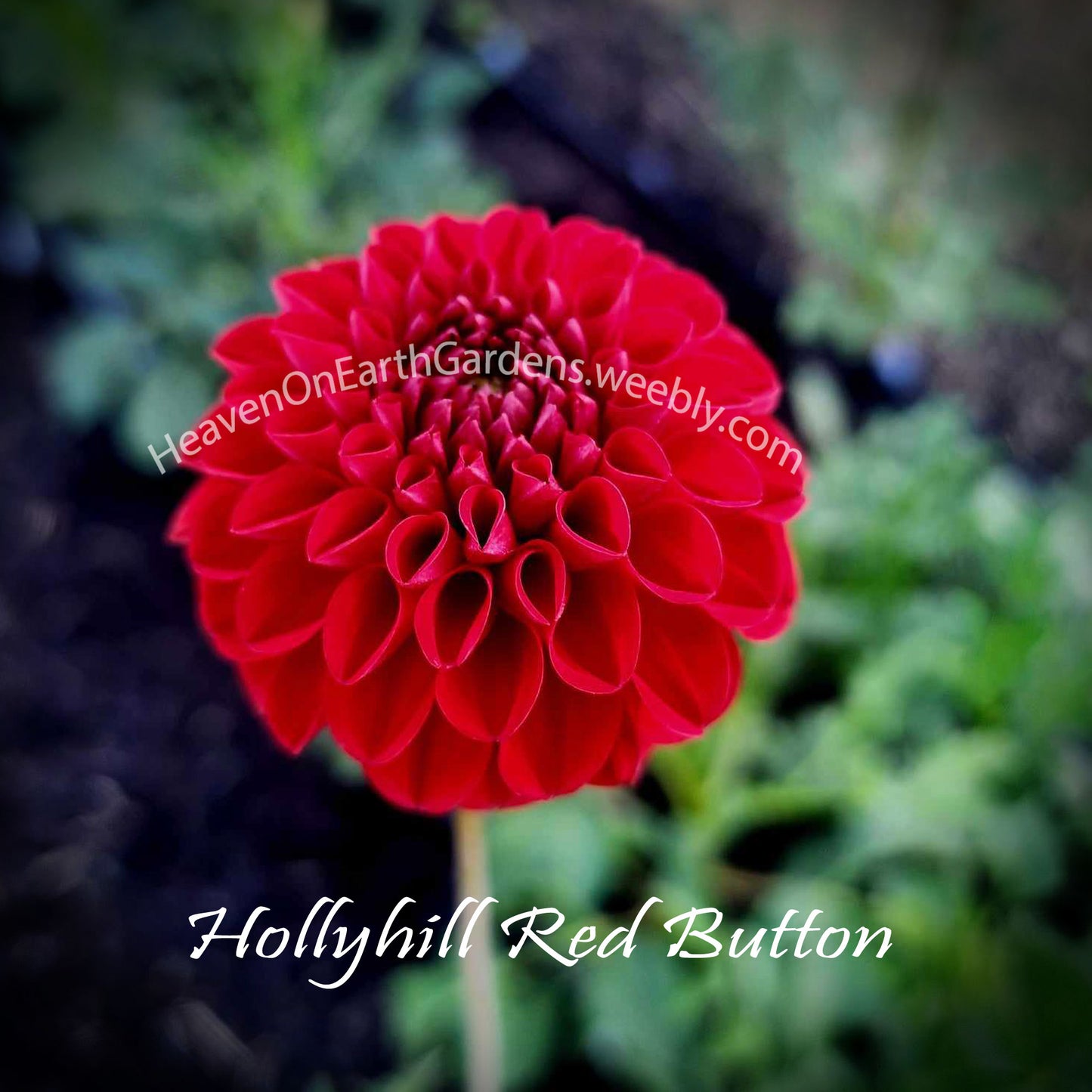 Hollyhill Red Button