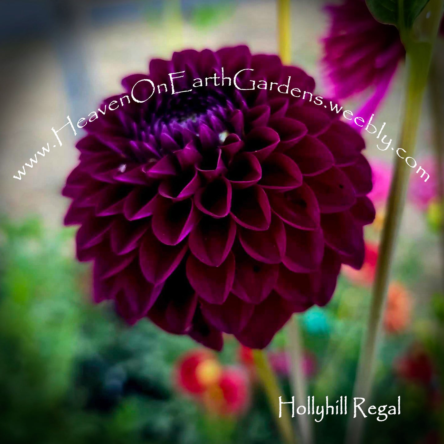 Hollyhill Regal