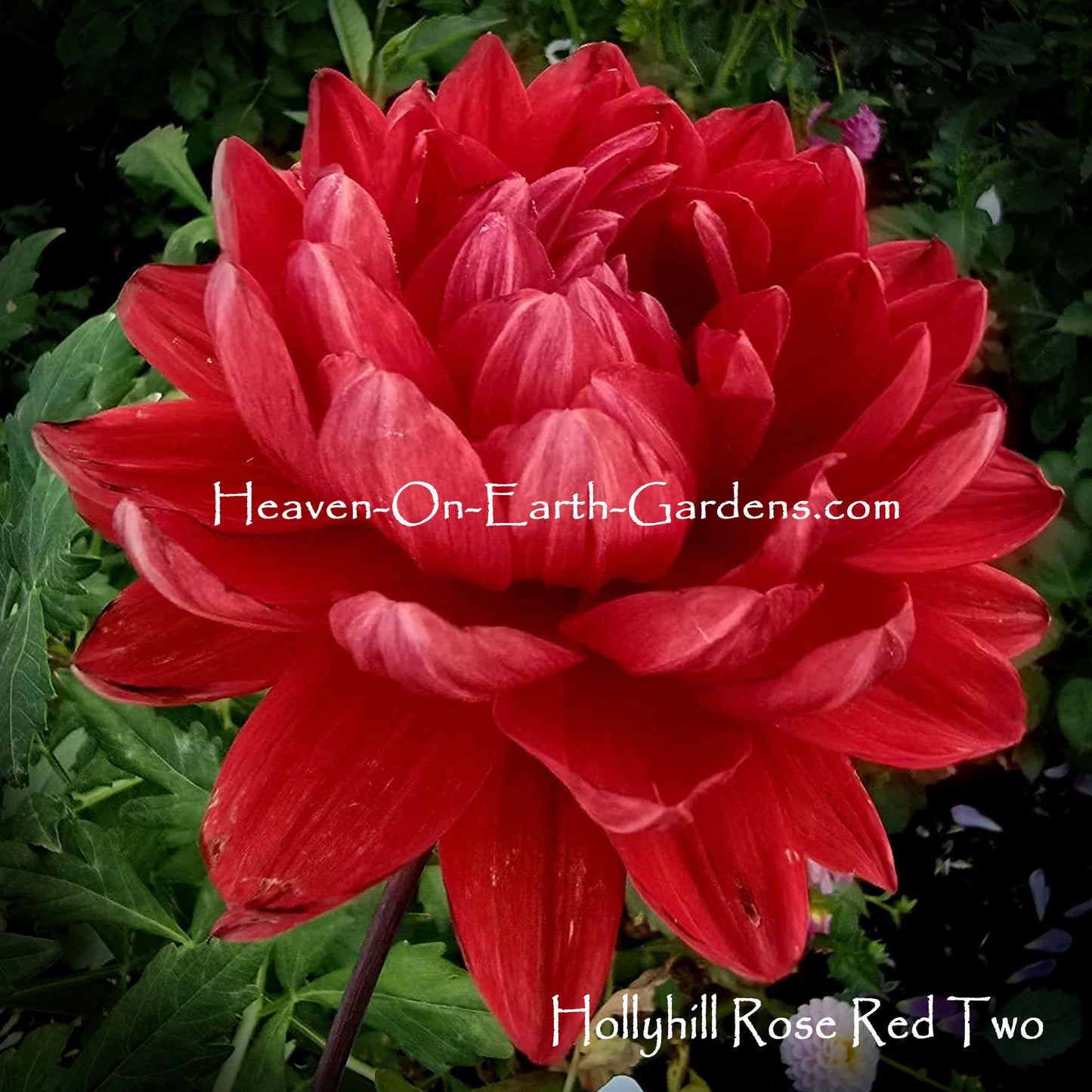 Hollyhill Rose Red Two
