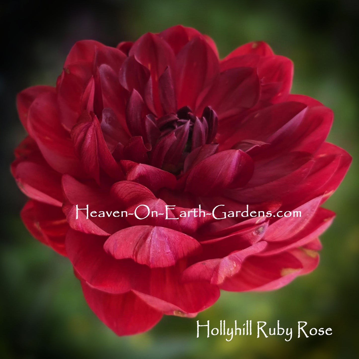 Hollyhill Ruby Rose
