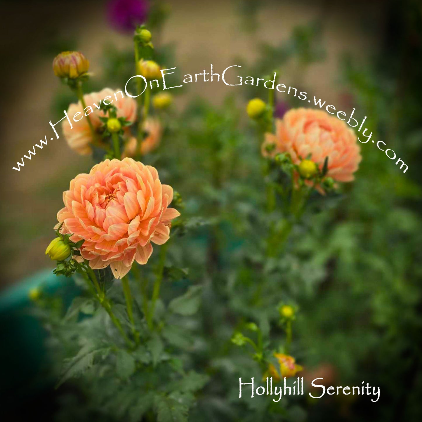 Hollyhill Serenity