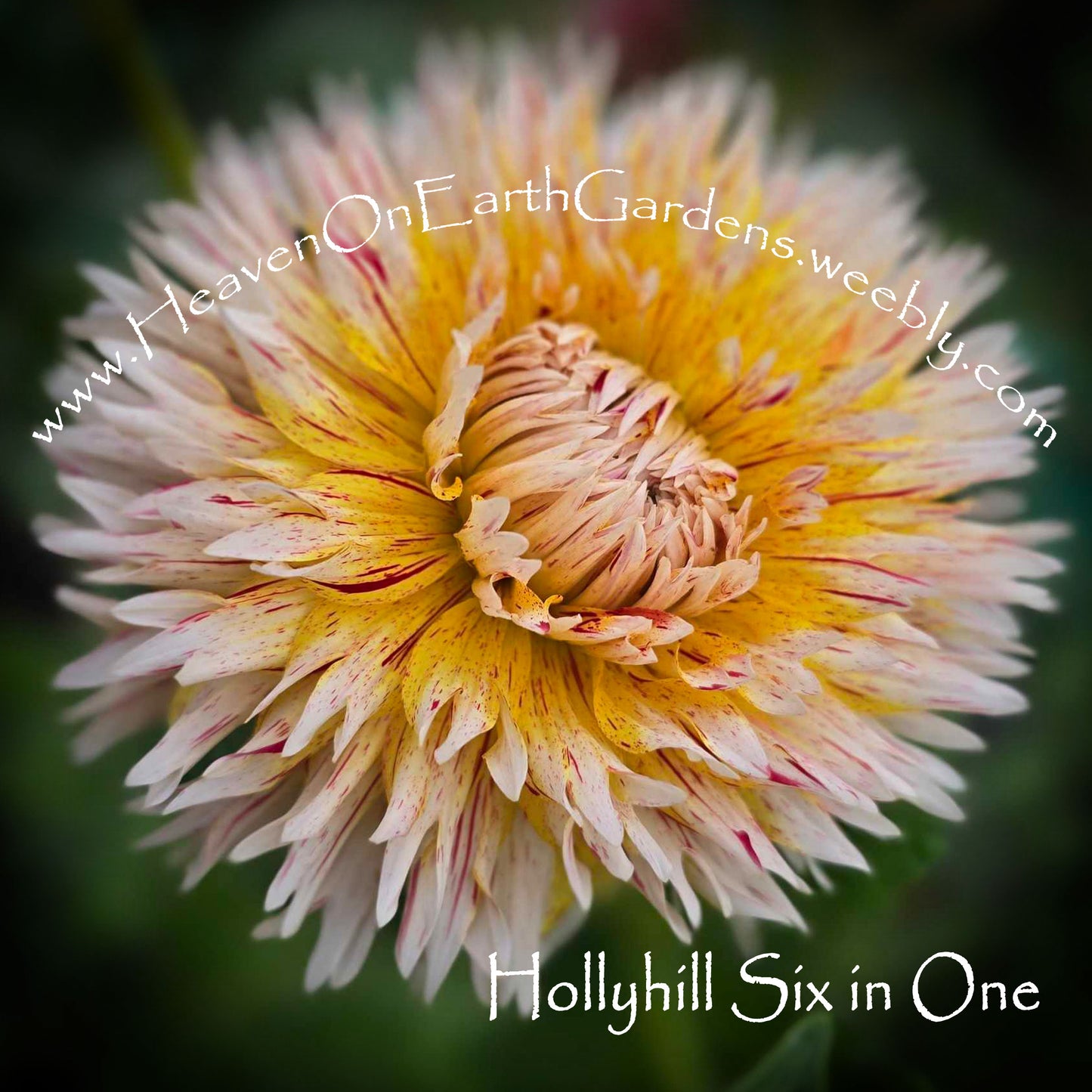 Hollyhill Six In One