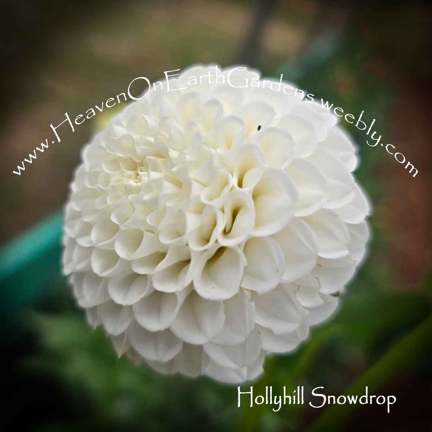 Hollyhill Snow Drop