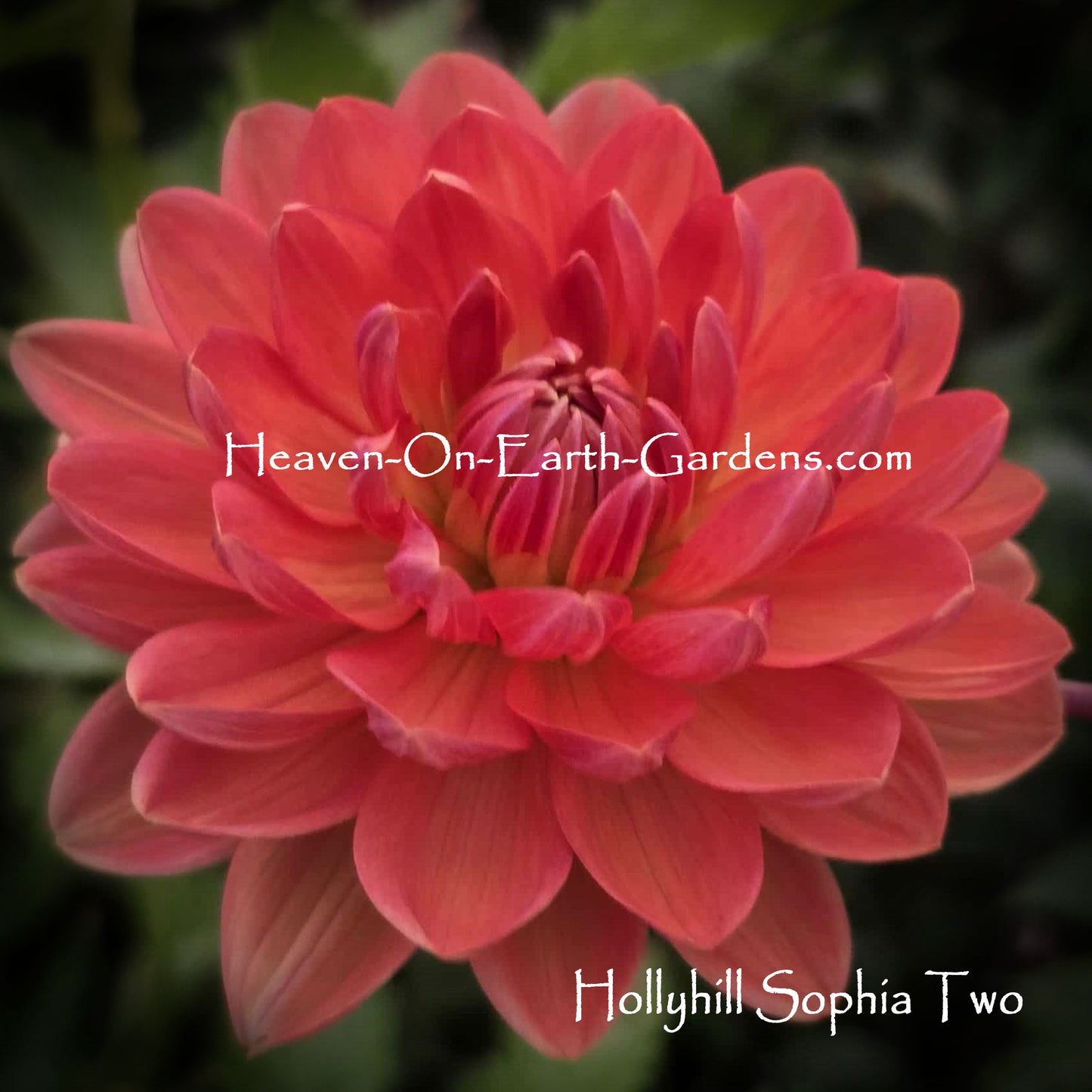 Hollyhill Sophia Two