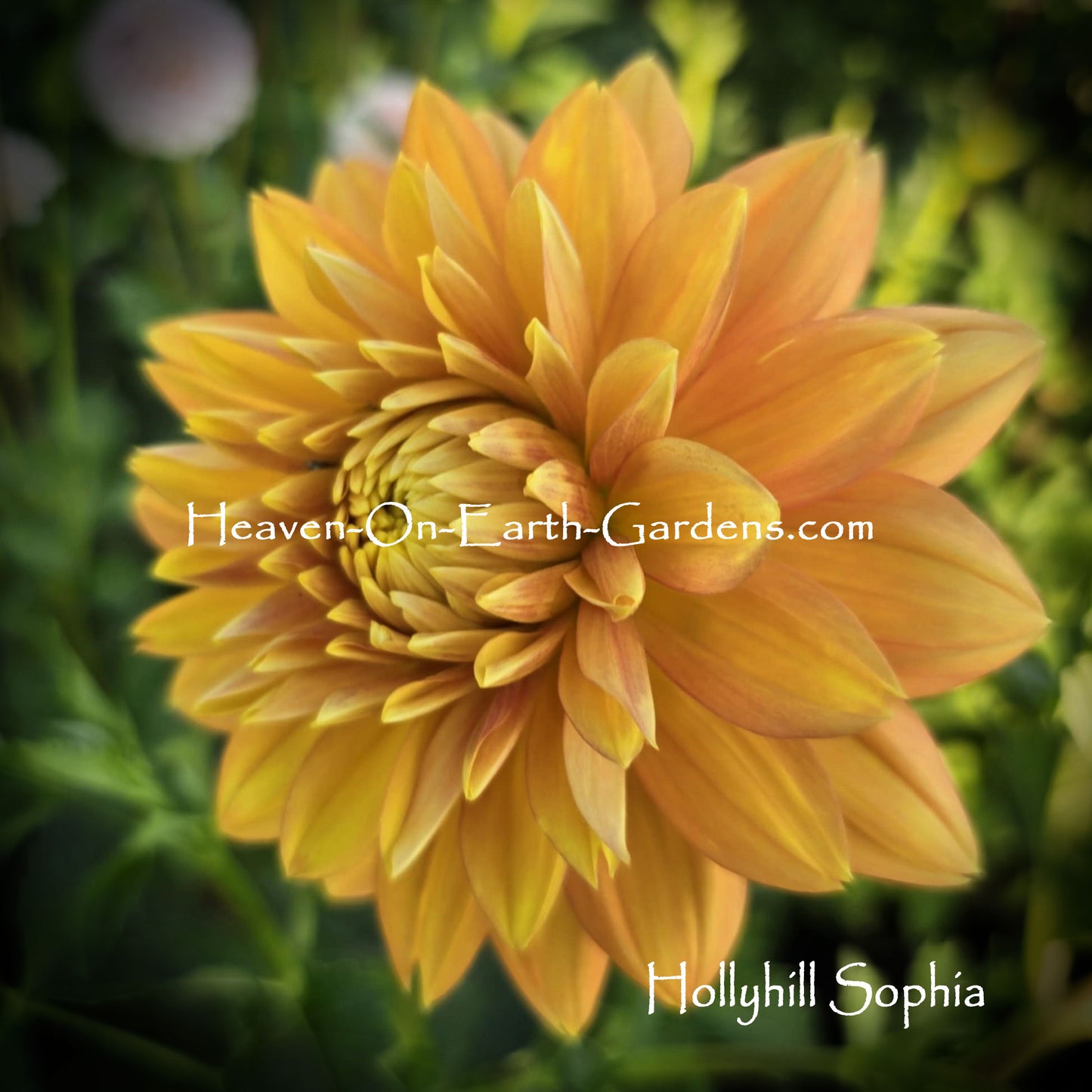 Hollyhill Sophia