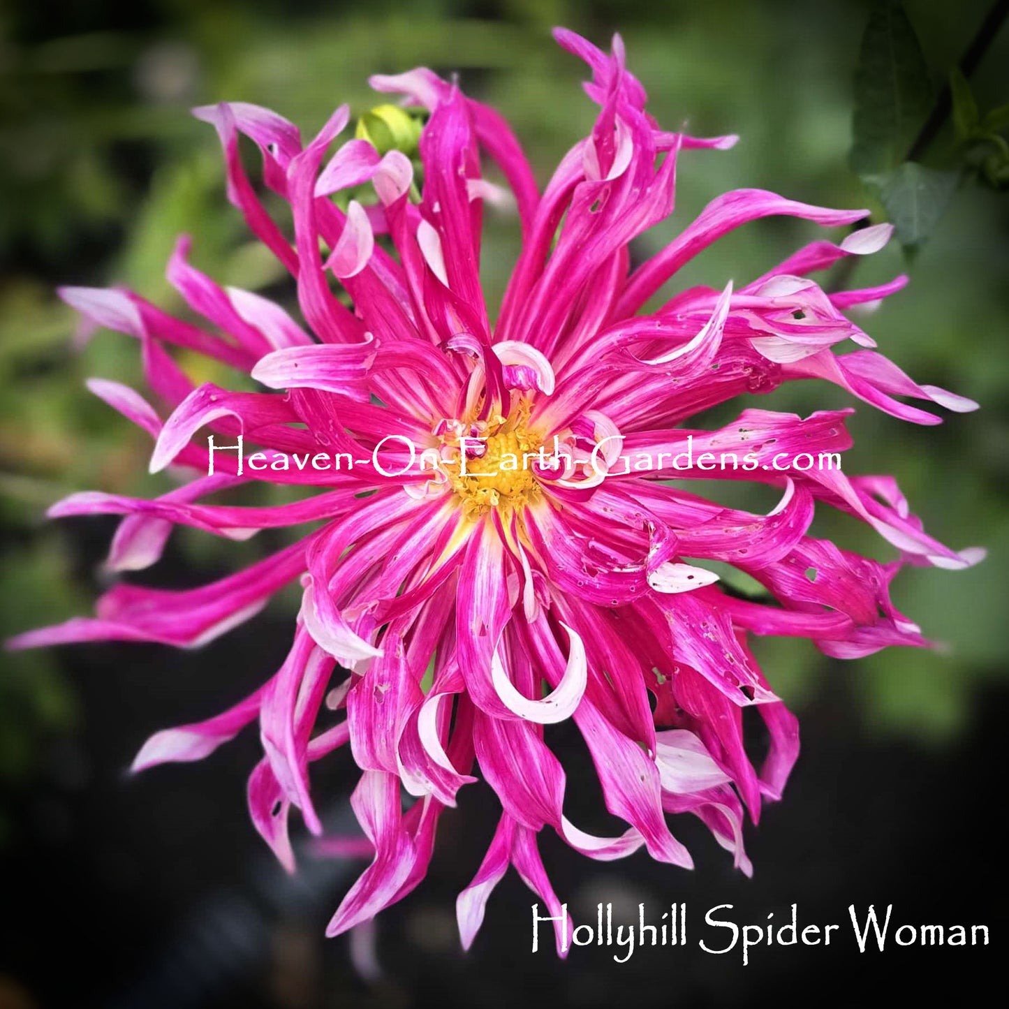 Hollyhill Spider Woman