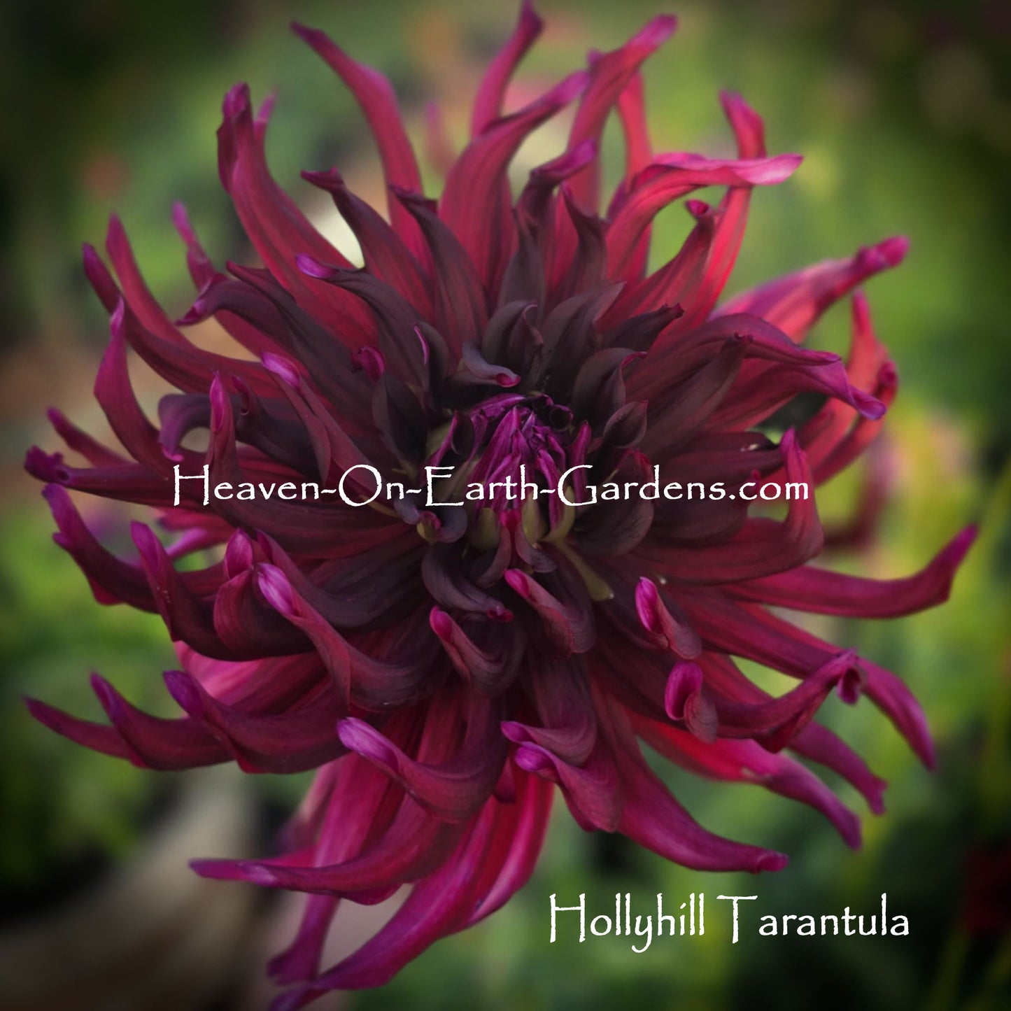 Hollyhill Tarantula