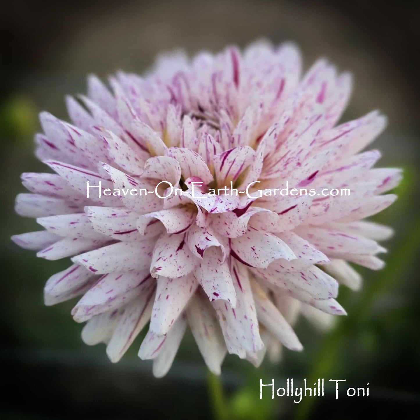 Hollyhill Toni