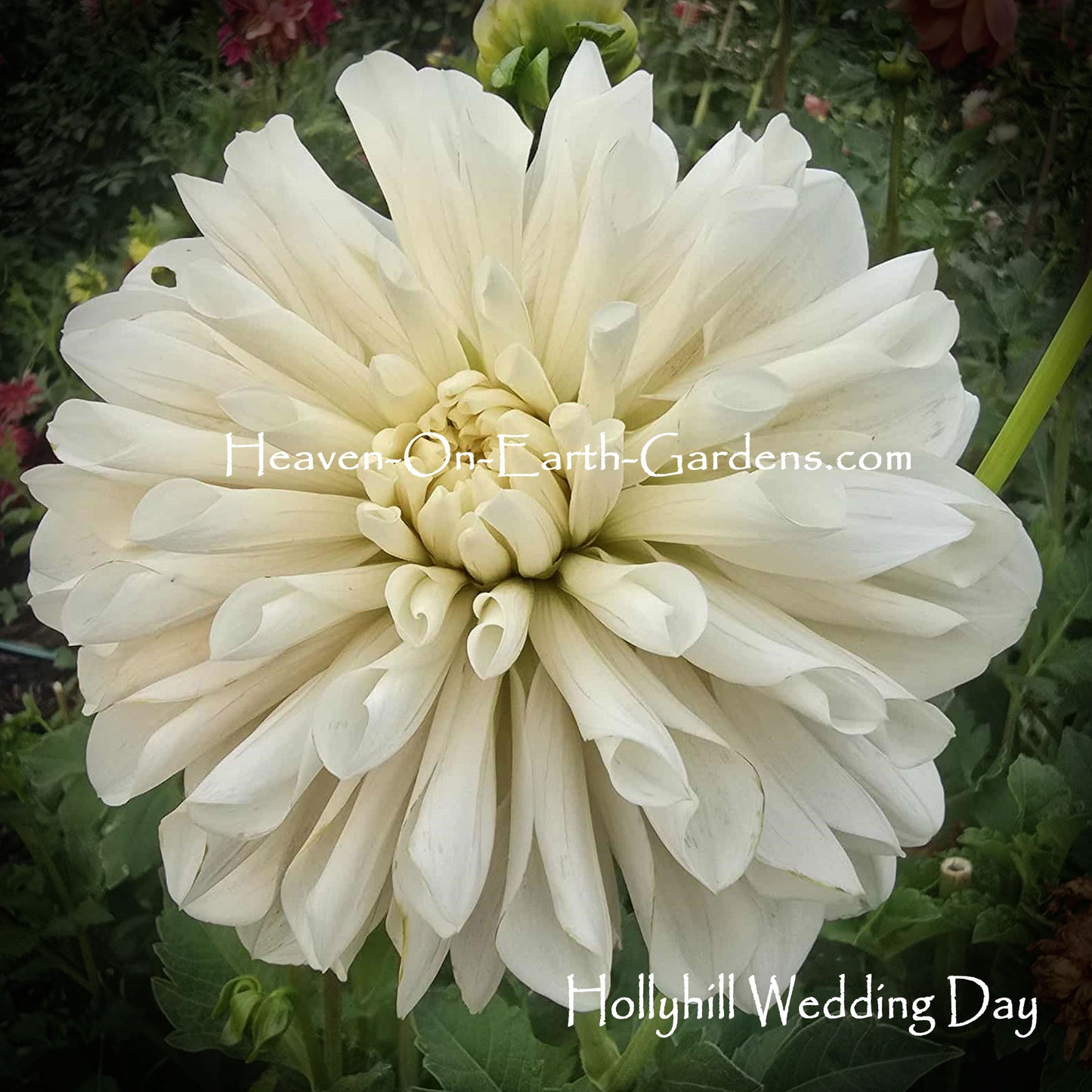 Hollyhill Wedding Day