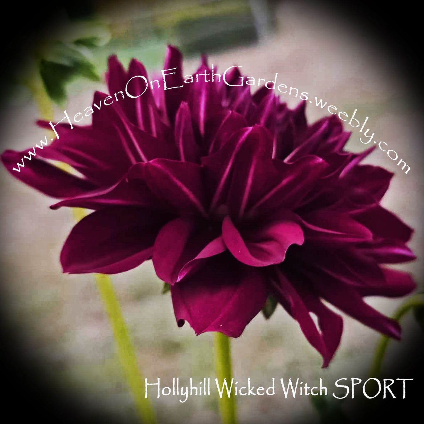 Hollyhill Wicked Witch - Solid Red