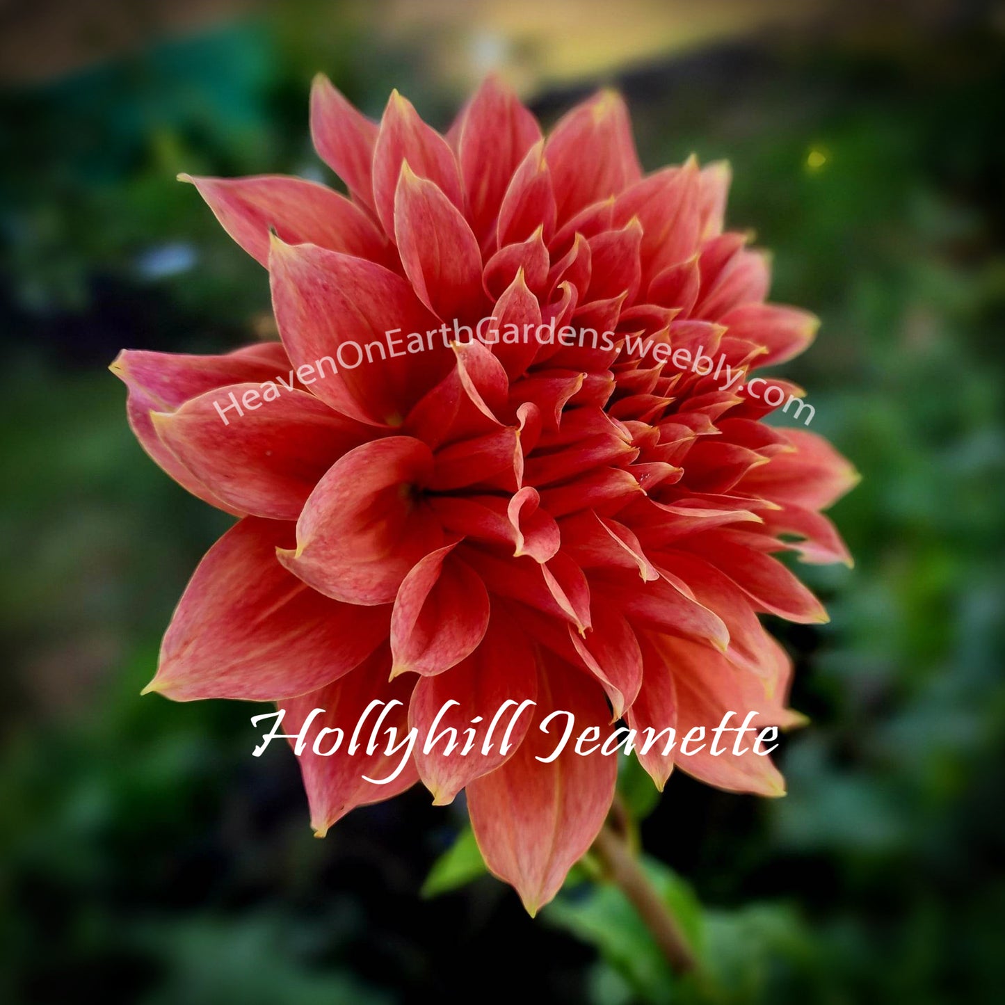 Hollyhill Jeanette