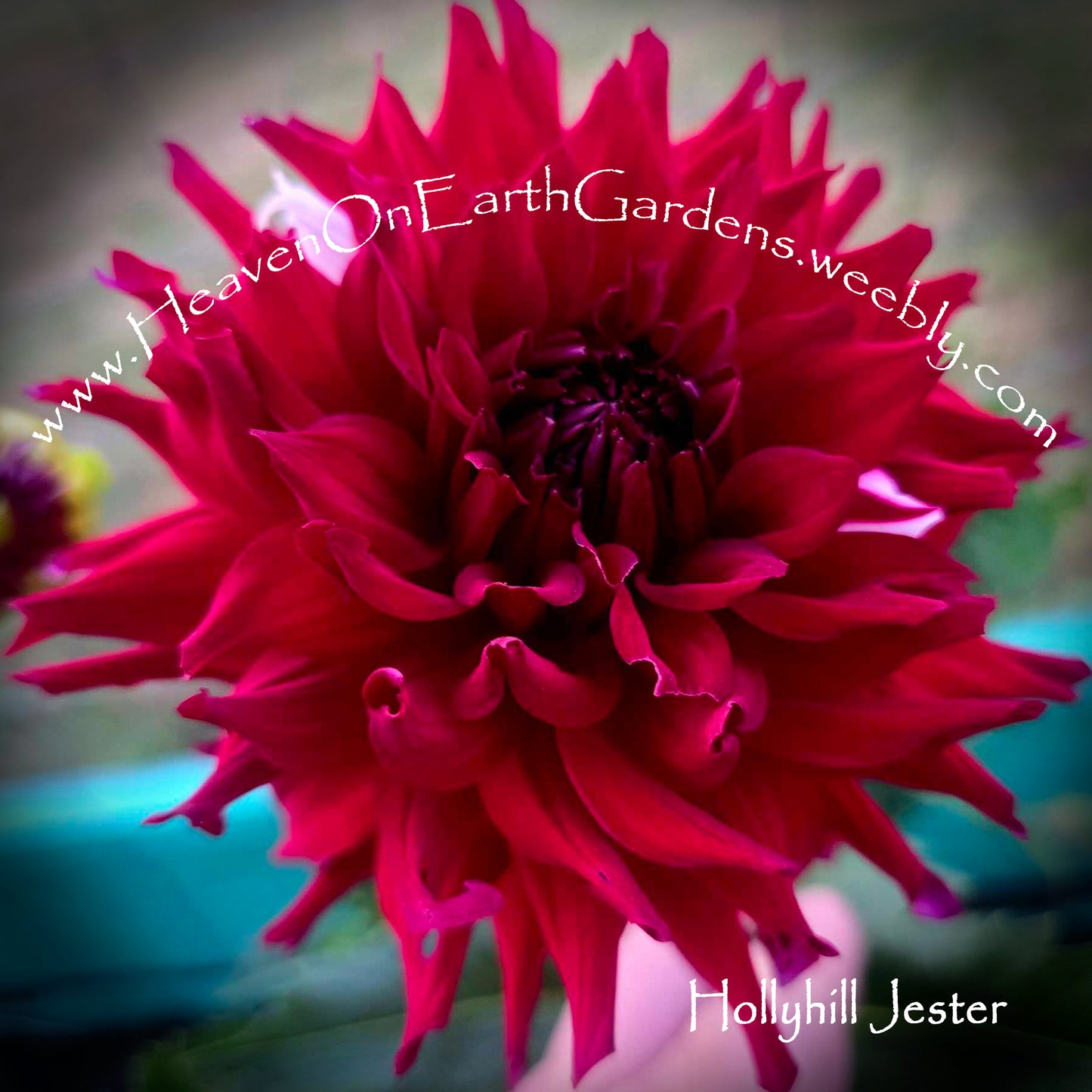 Hollyhill Jester