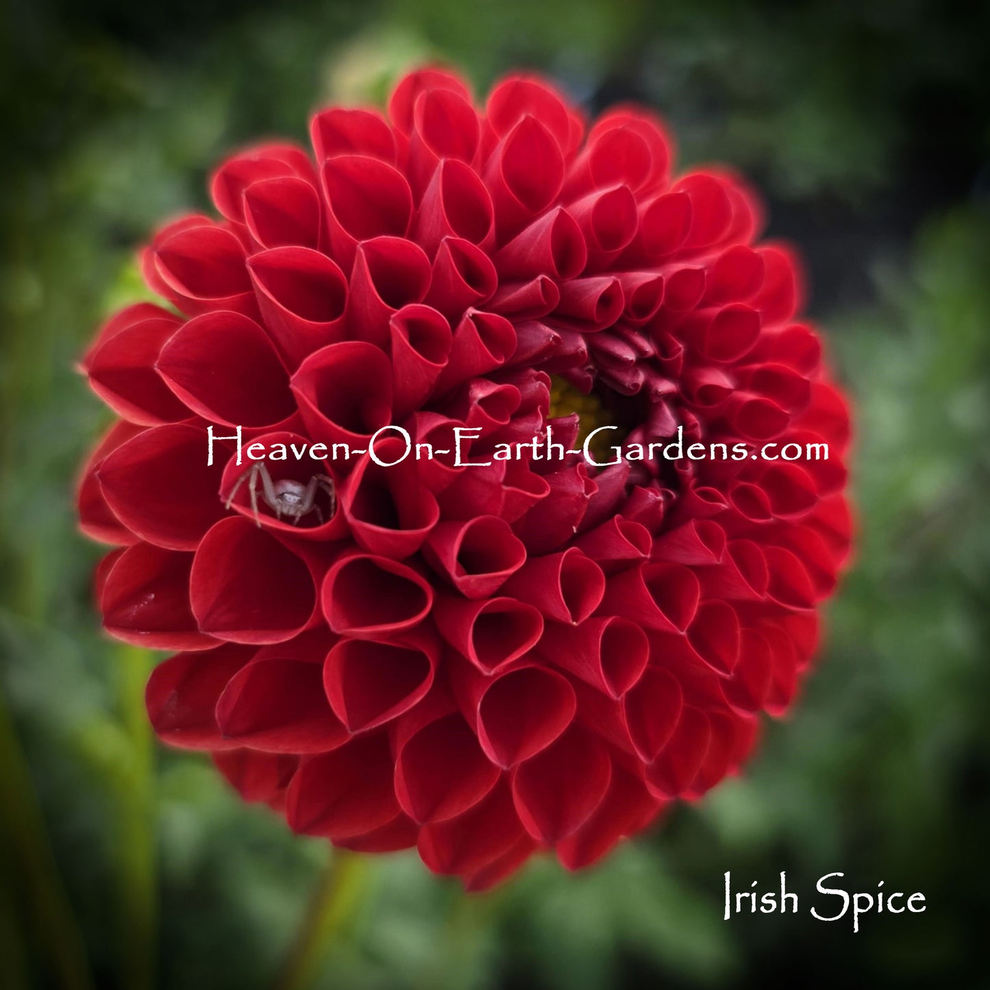 Irish Spice