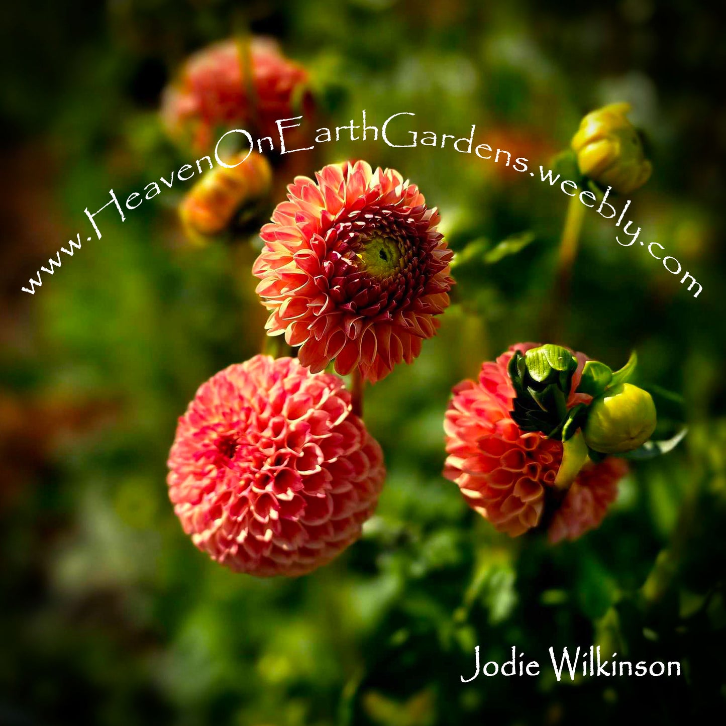 Jodie Wilkinson