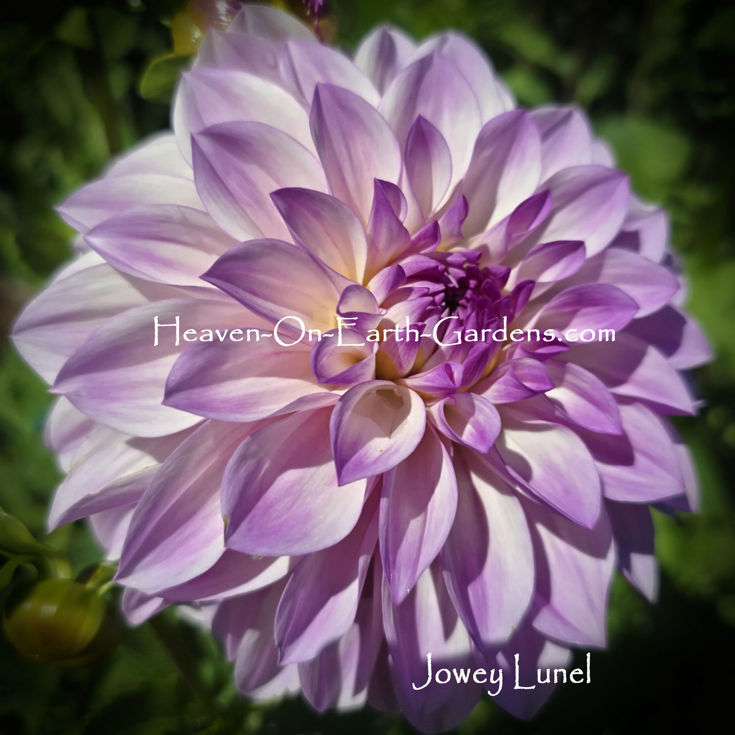 Jowey Lunel