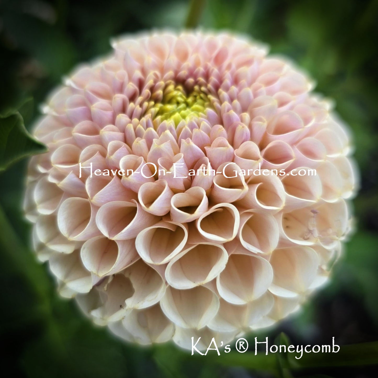 KA's® Honeycomb