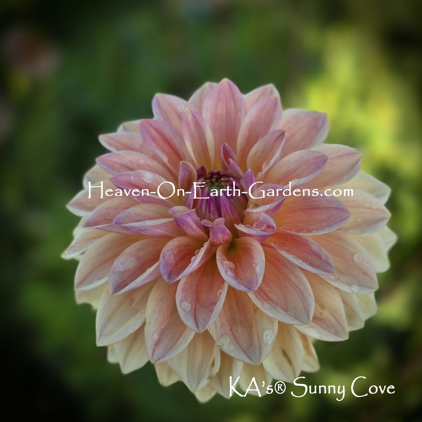 KA's® Sunny Cove