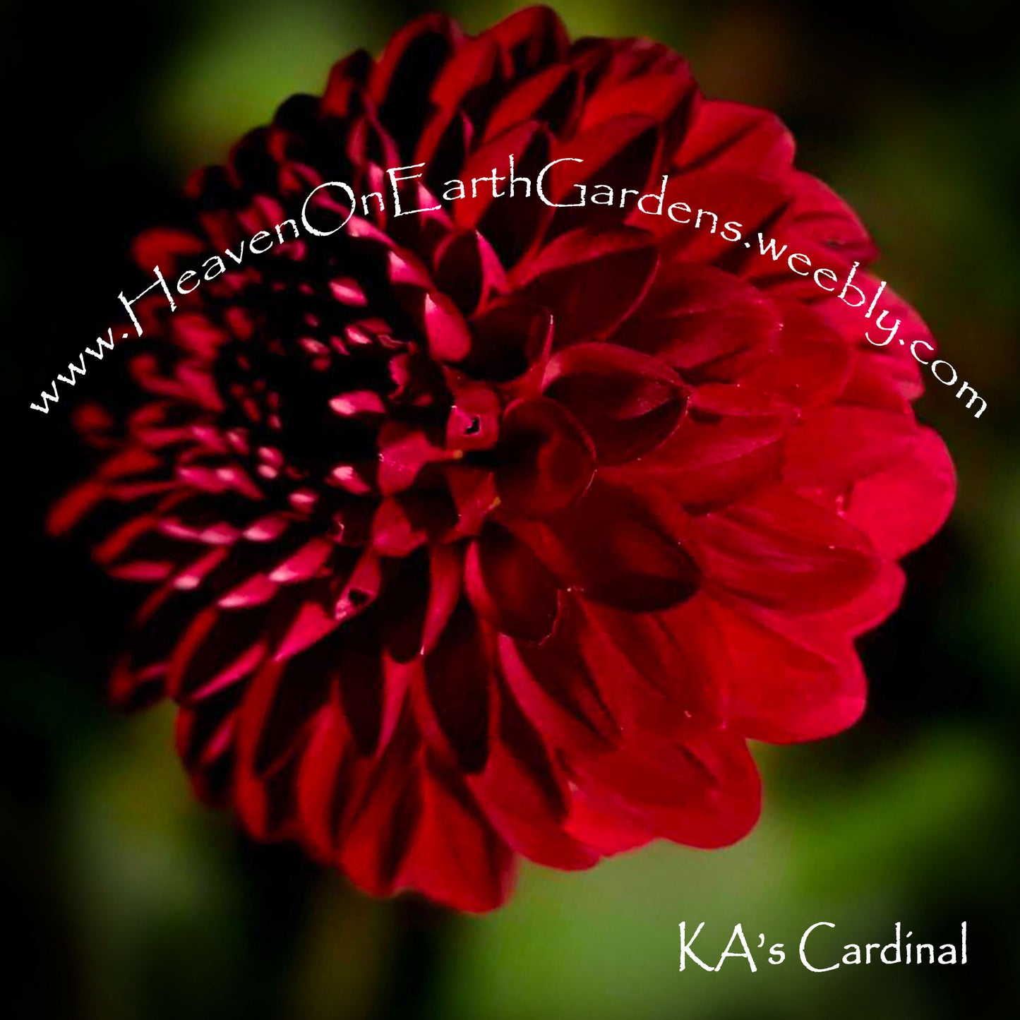 KA's® Cardinal