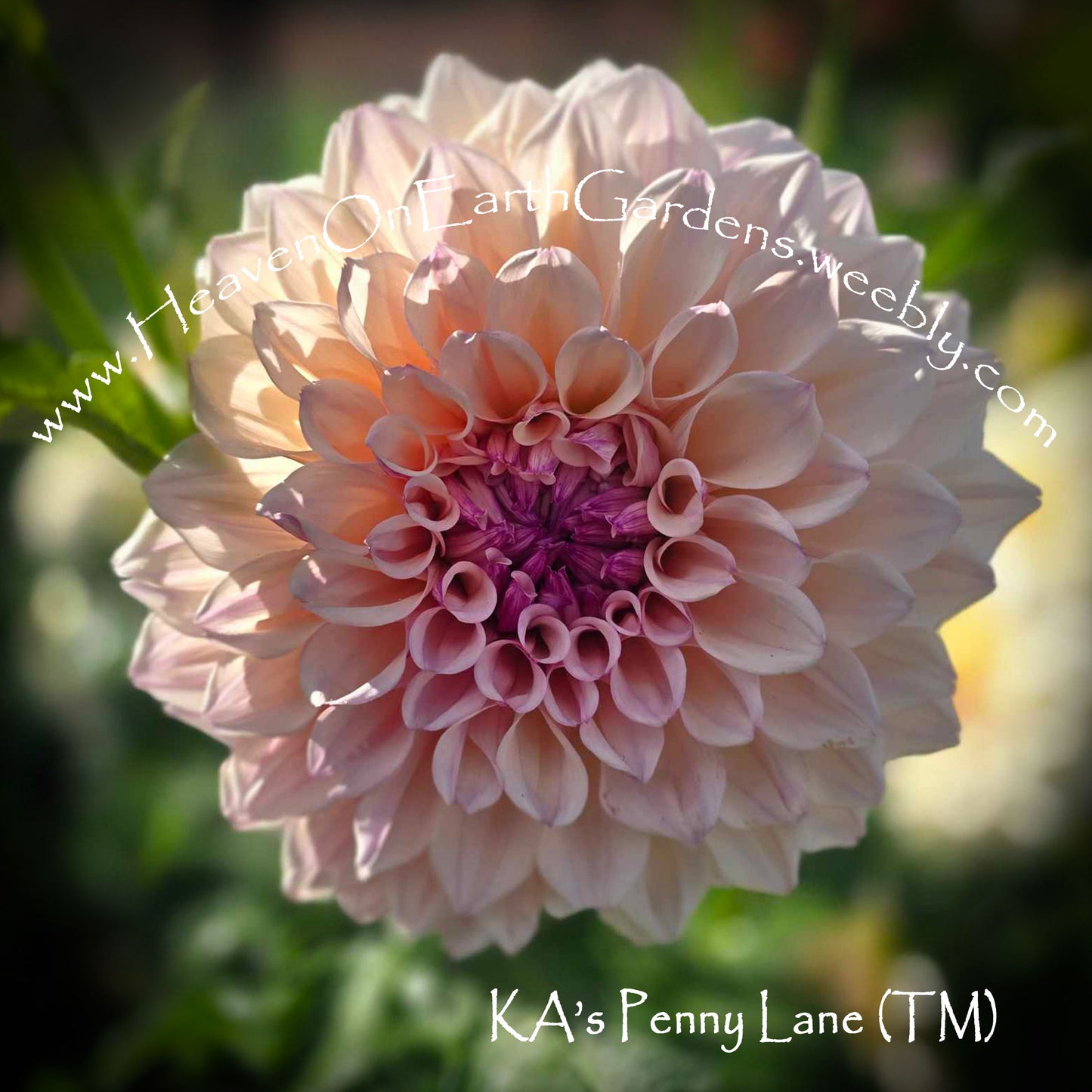 KA's® Penny Lane