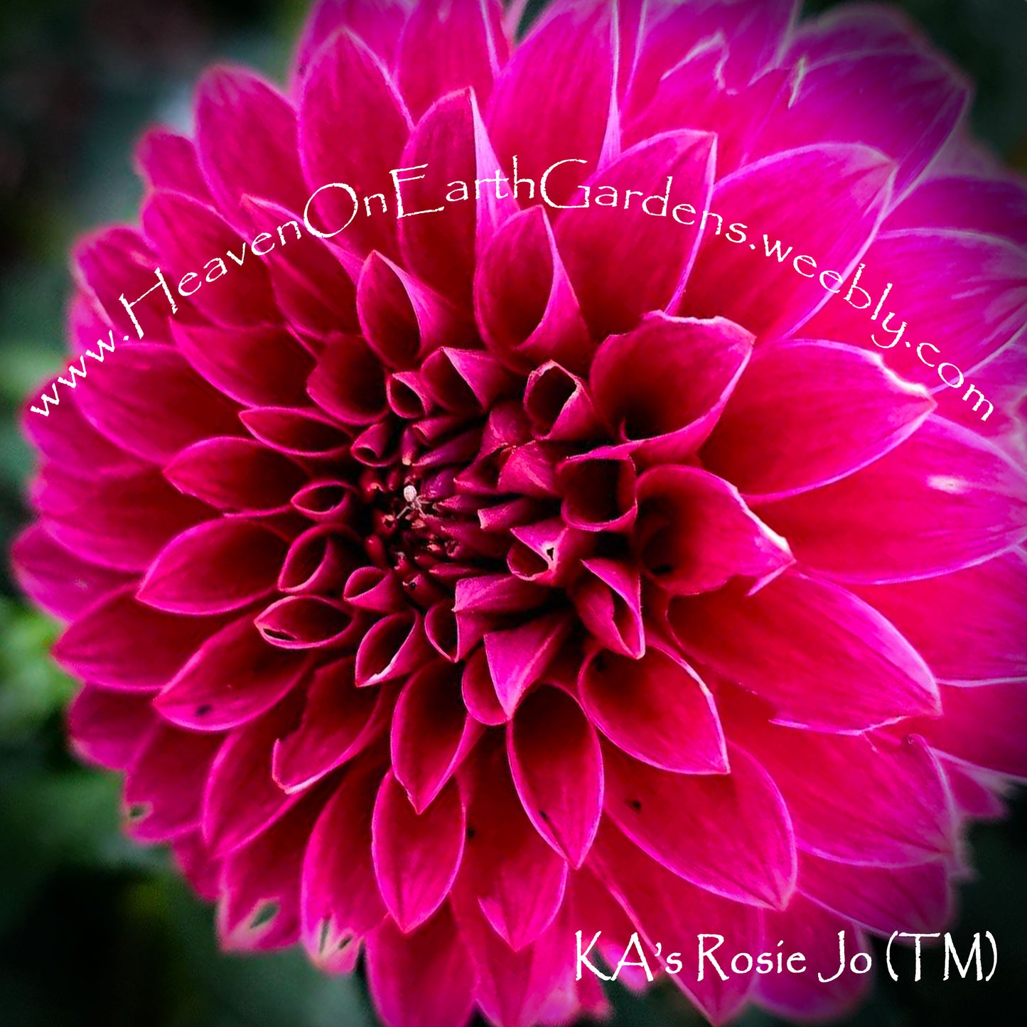 KA's® Rosie Jo