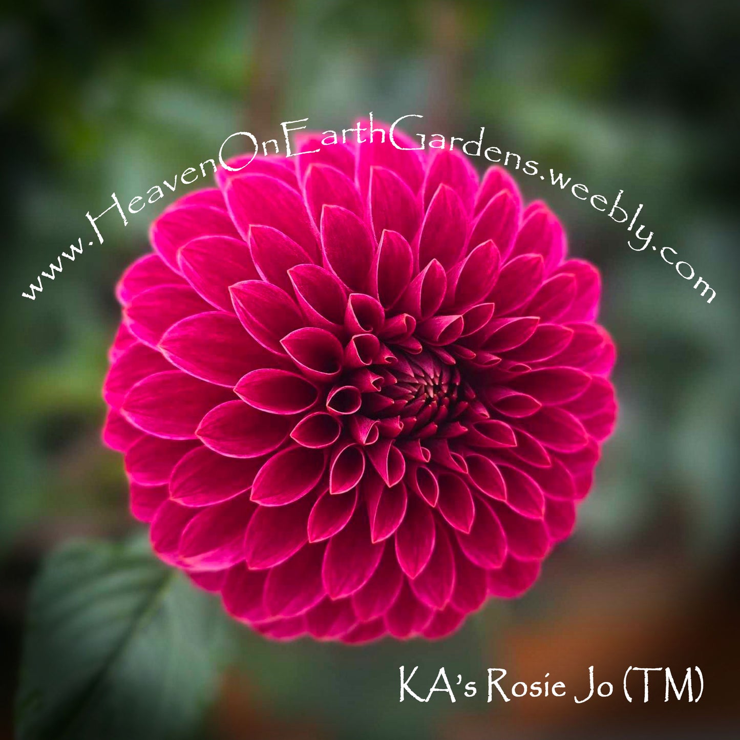 KA's® Rosie Jo
