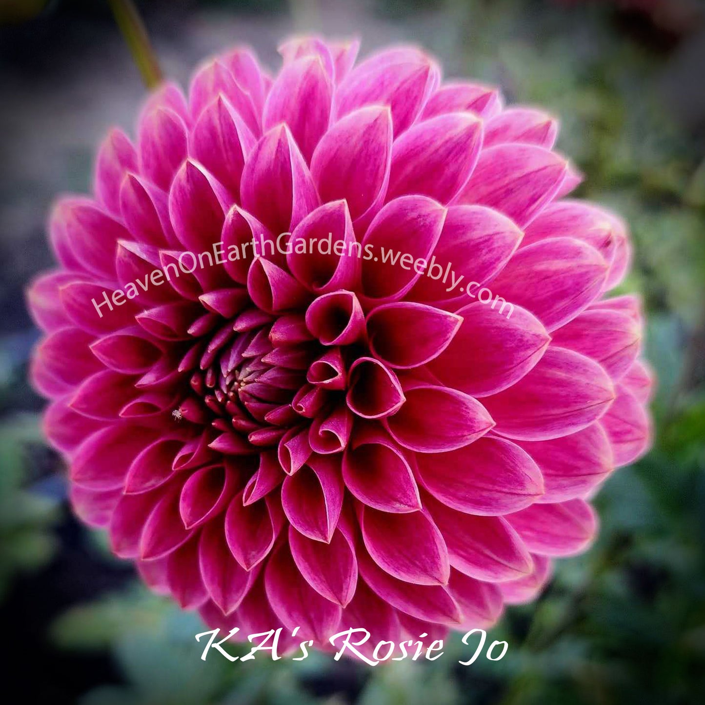 KA's® Rosie Jo