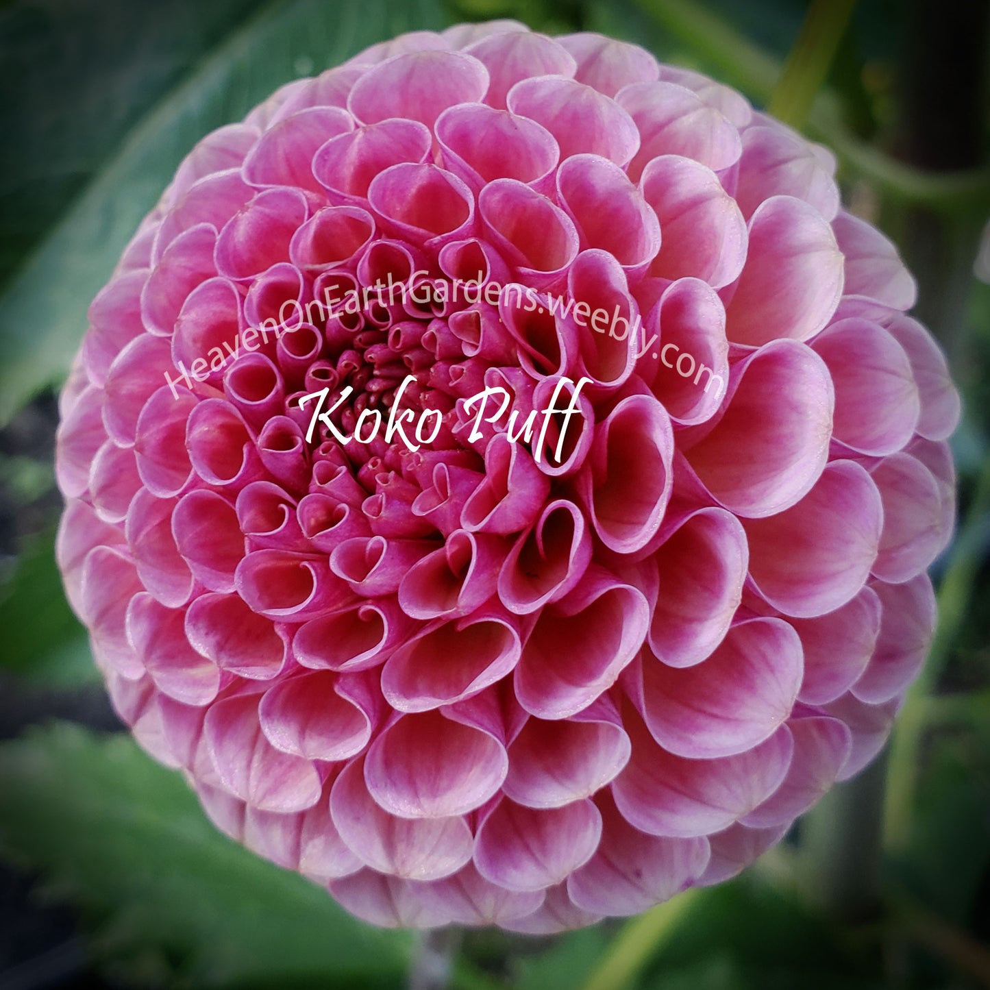 Koko Puff