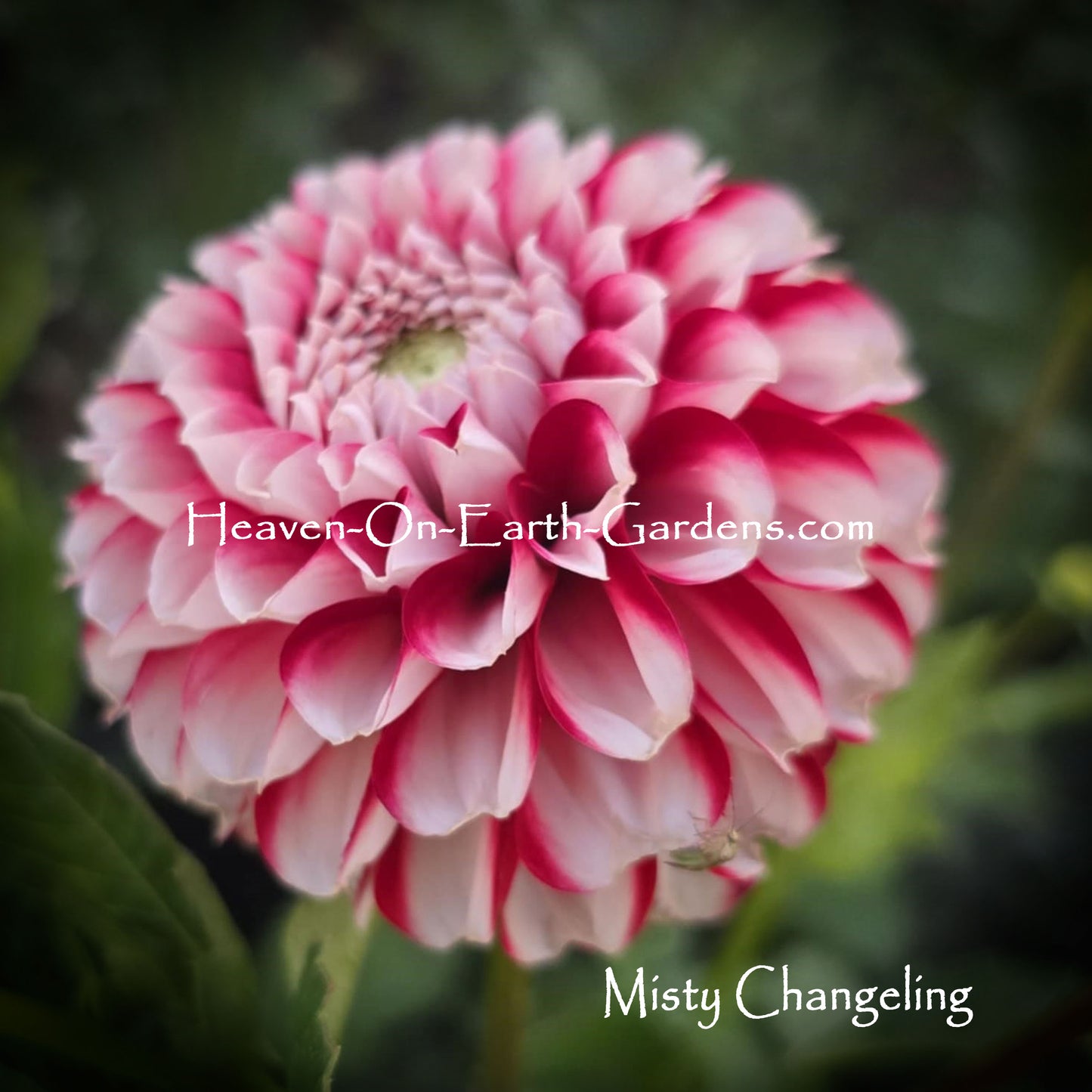 Misty Changling