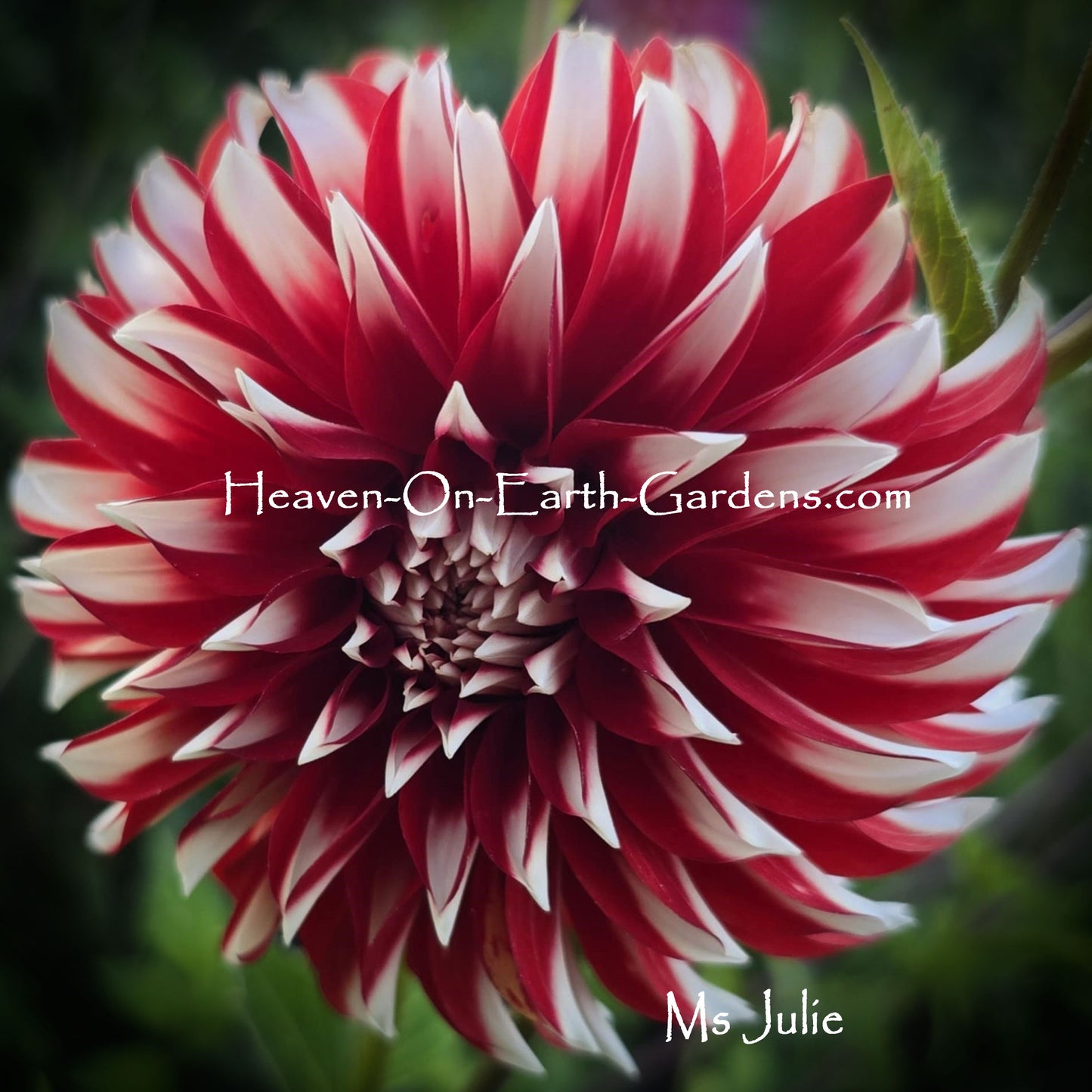 Ms Julie