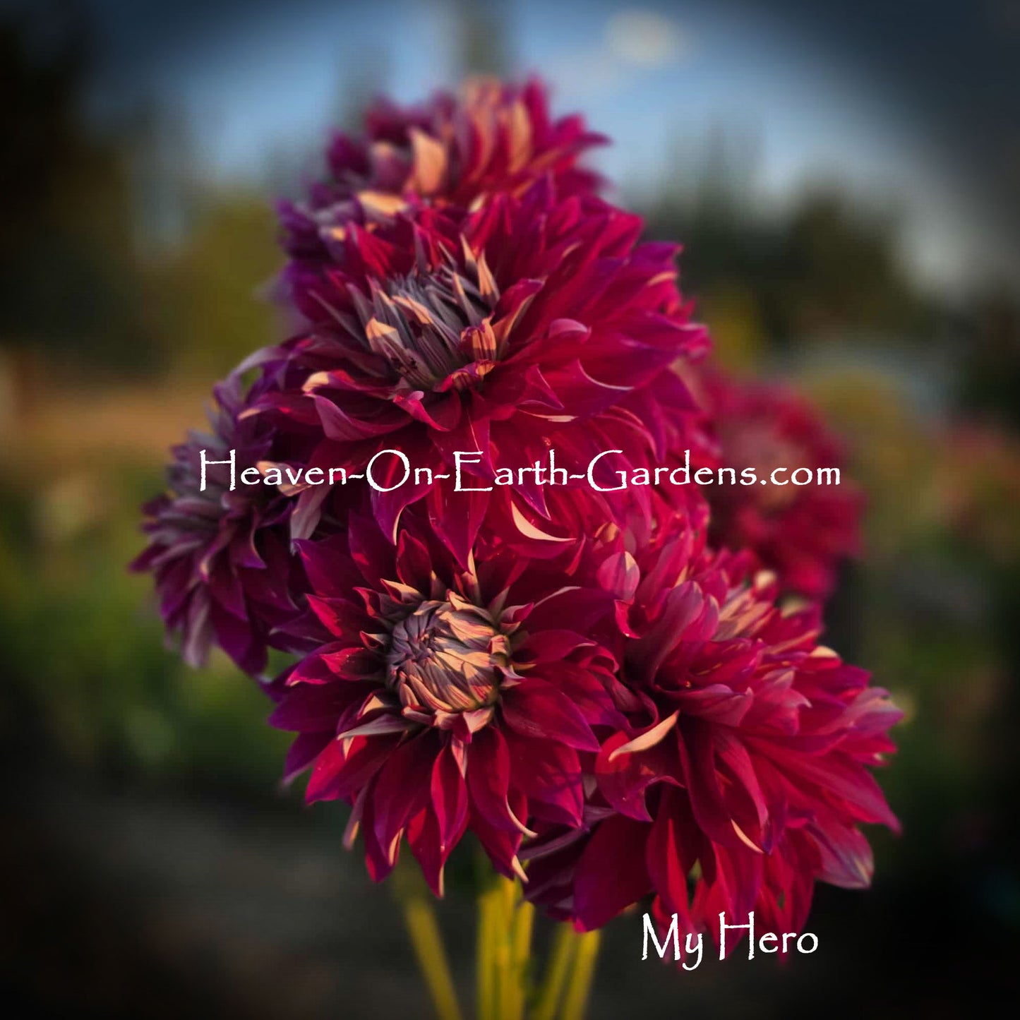 My Hero