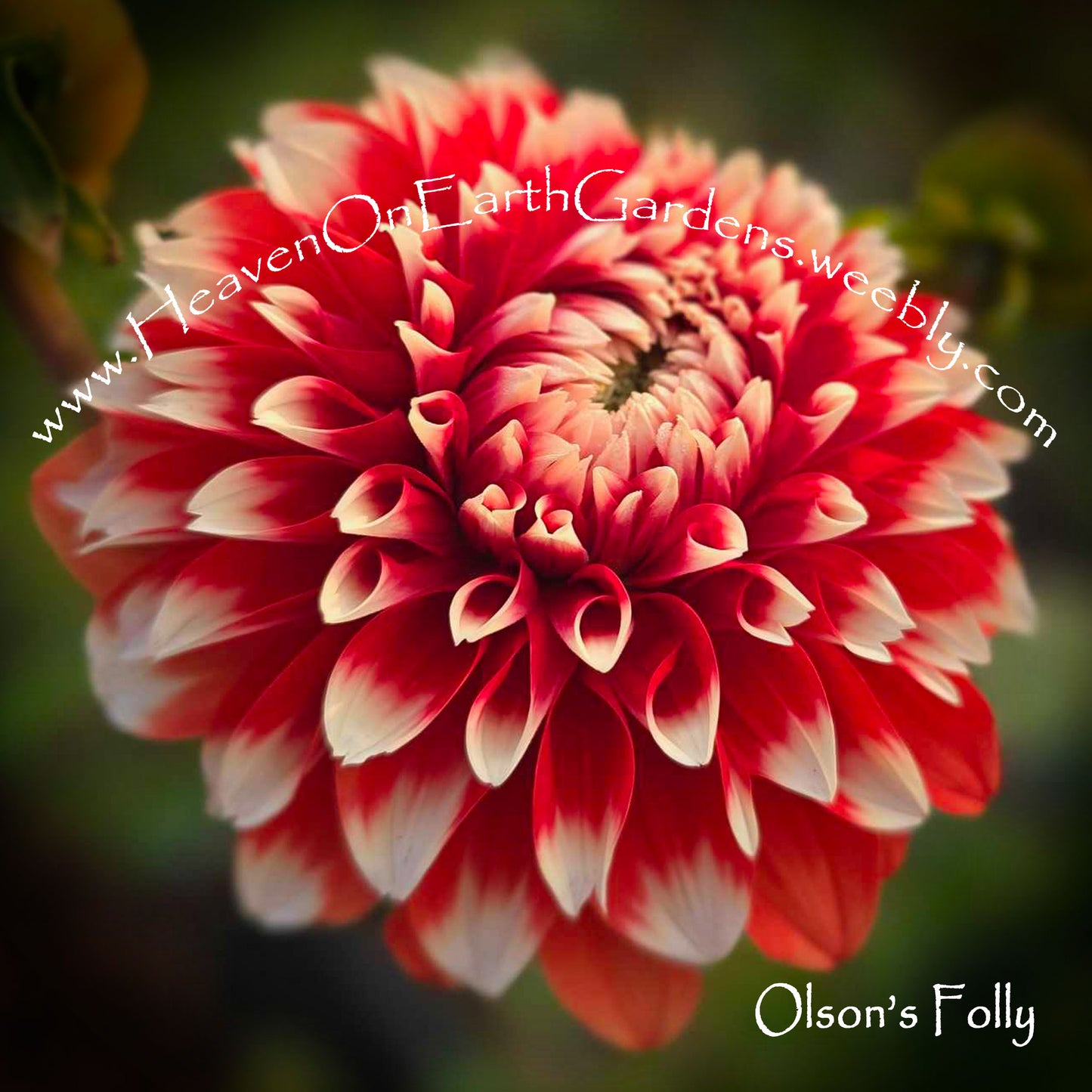 Olson's Folly