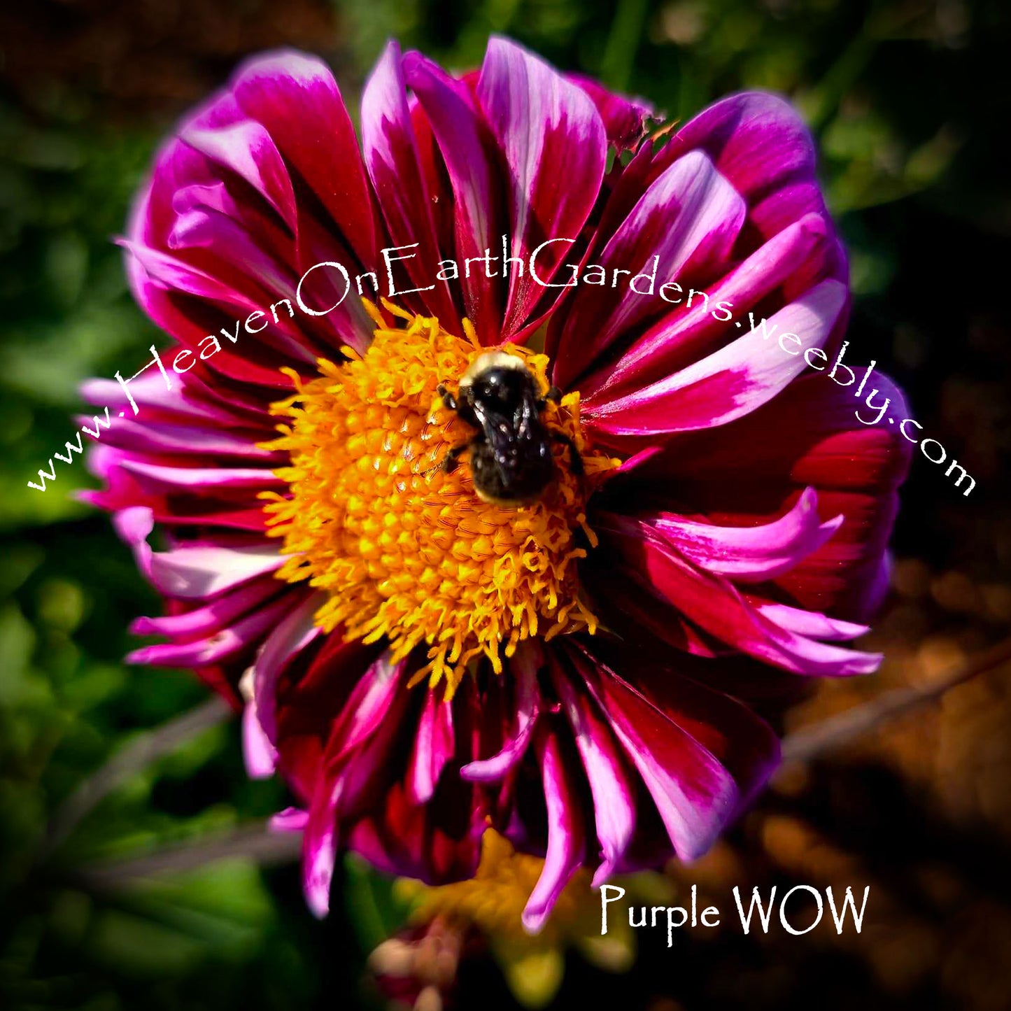 Purple Wow