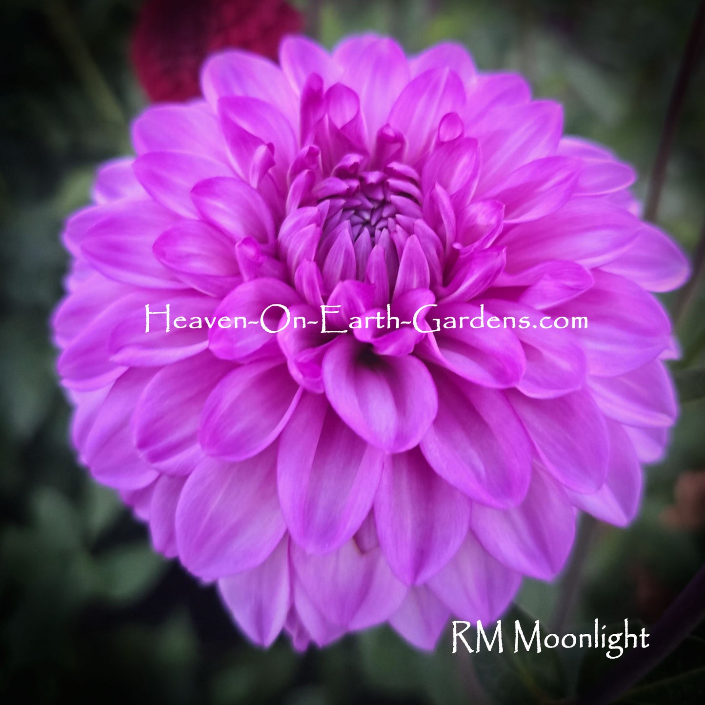 RM Moonlight