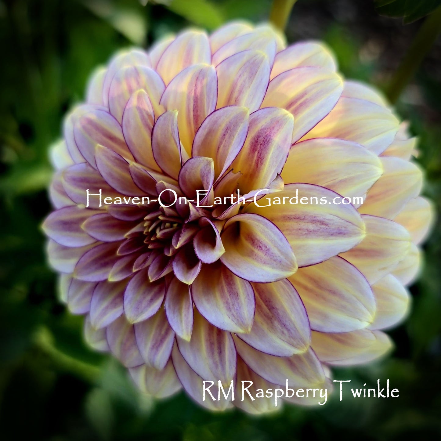 RM Raspberry Twinkle