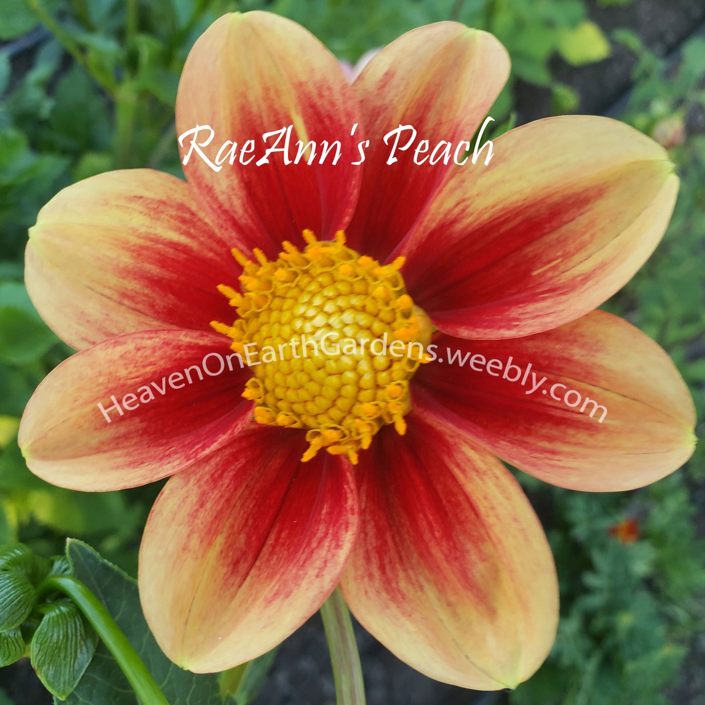 RaeAnn's Peach