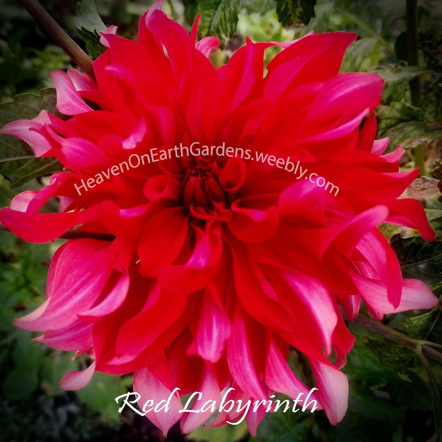Red Labyrinth