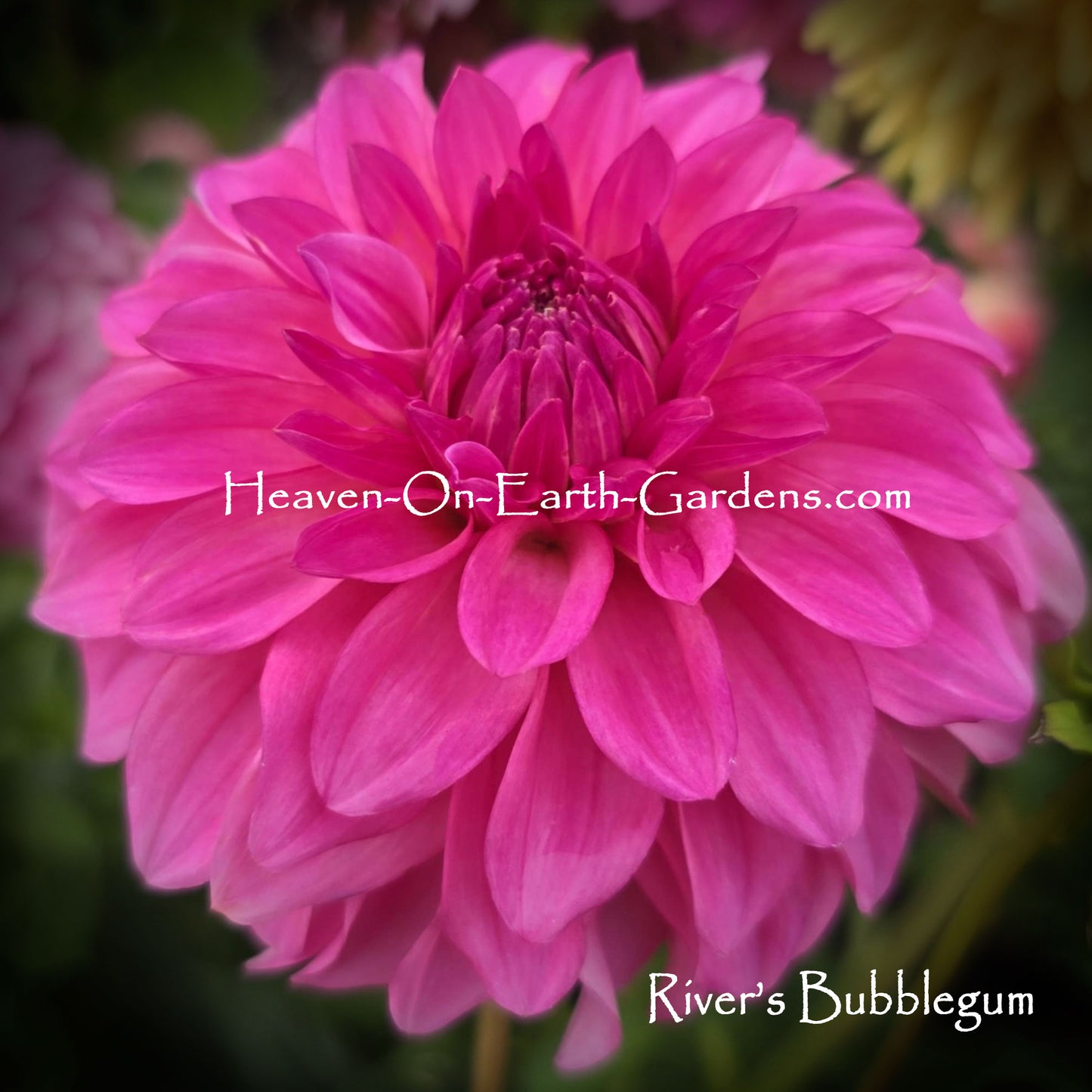 River's Bubble Gum