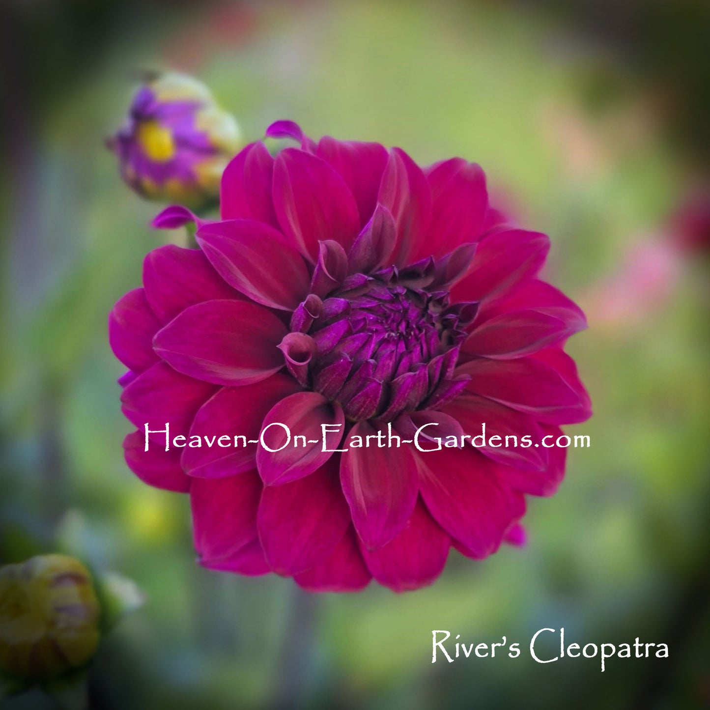 River's Cleopatra