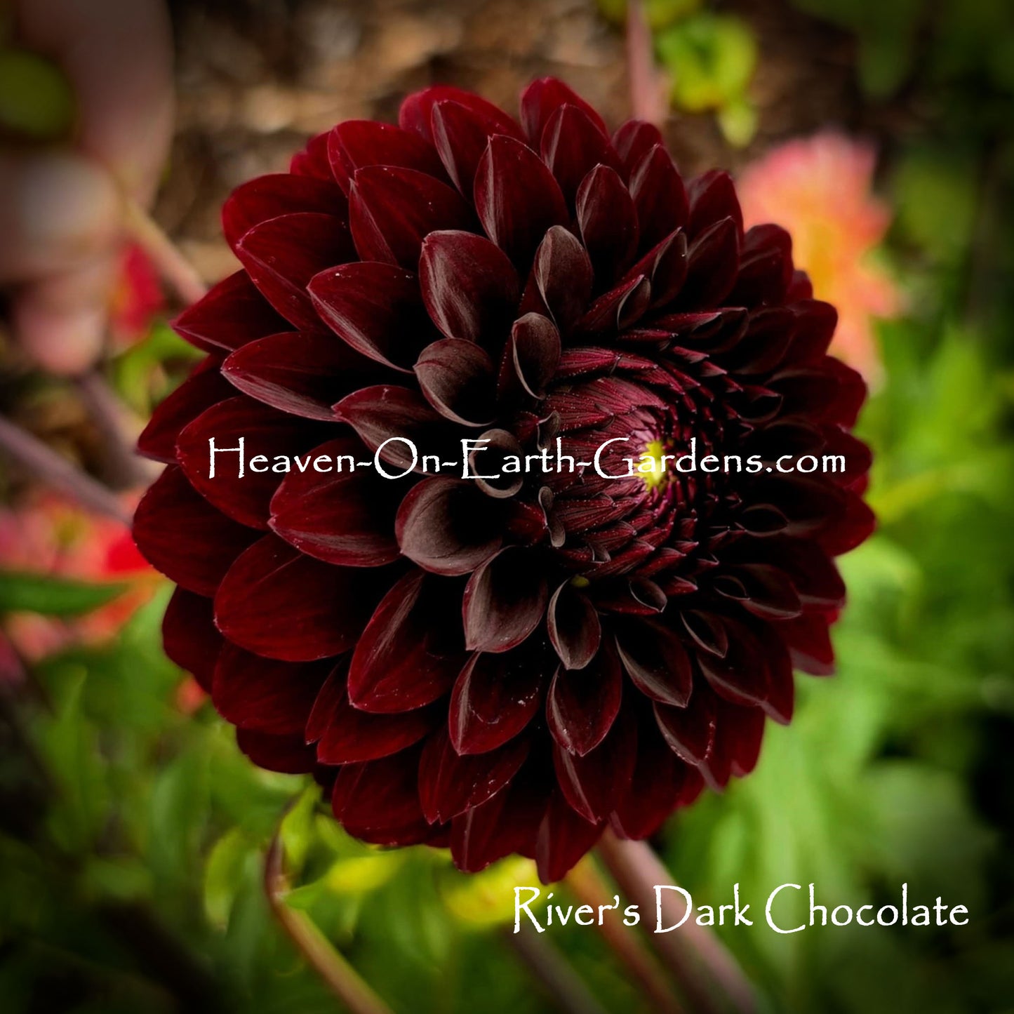 River's Dark Chocolate