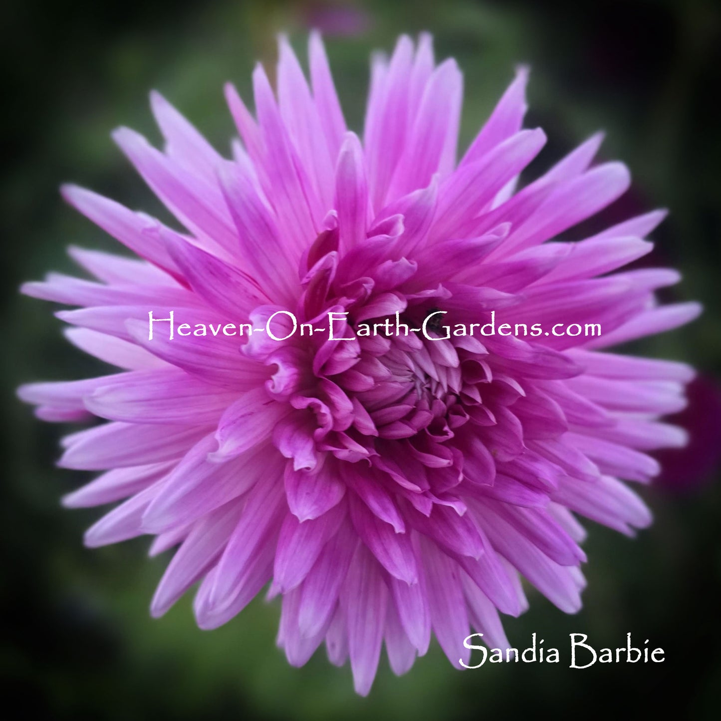 Sandia Barbie