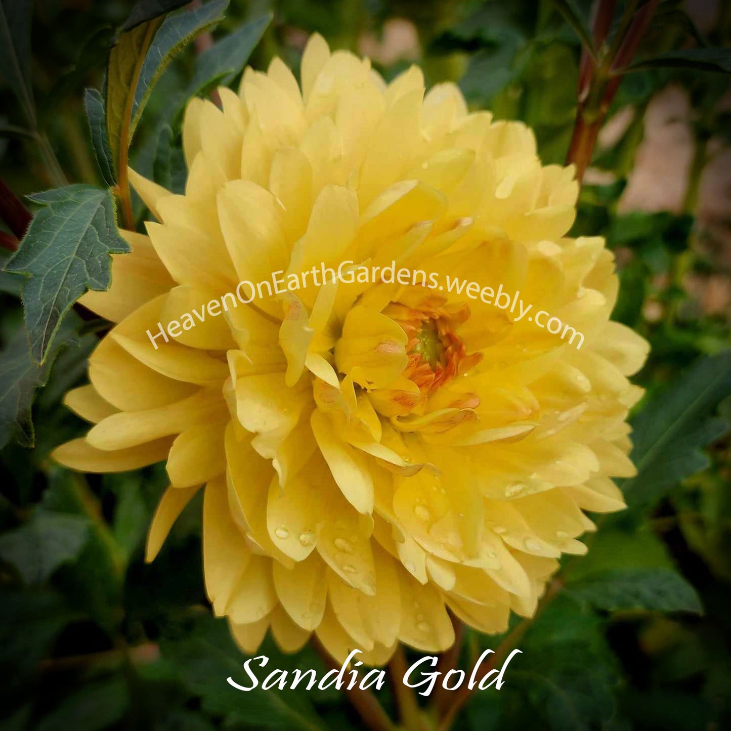 Sandia Gold