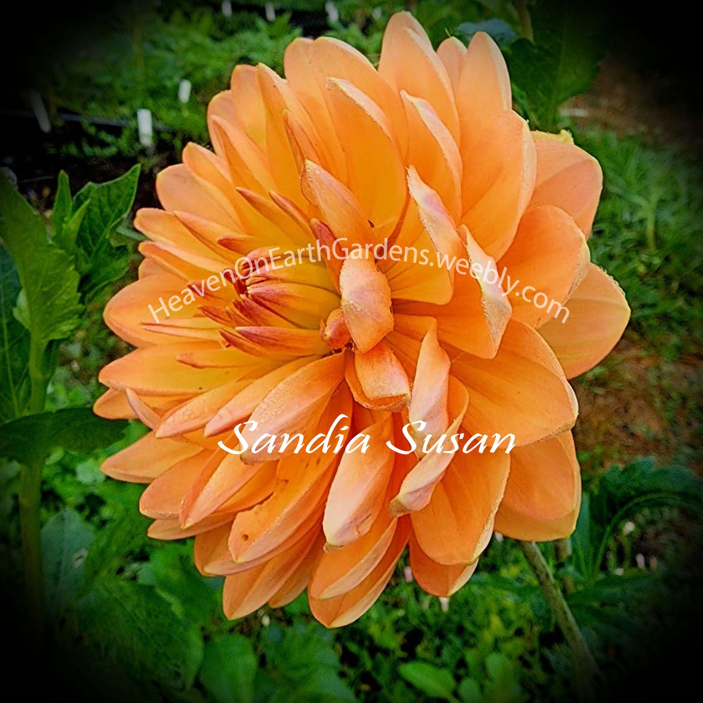 Sandia Susan